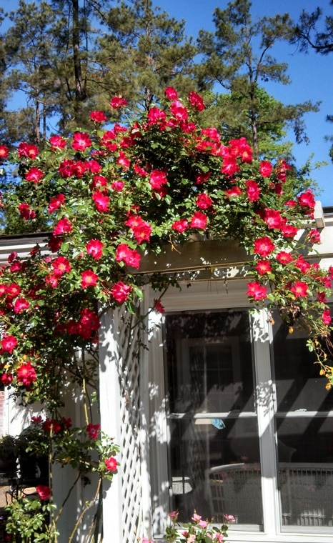 How Does Your Garden Grow?