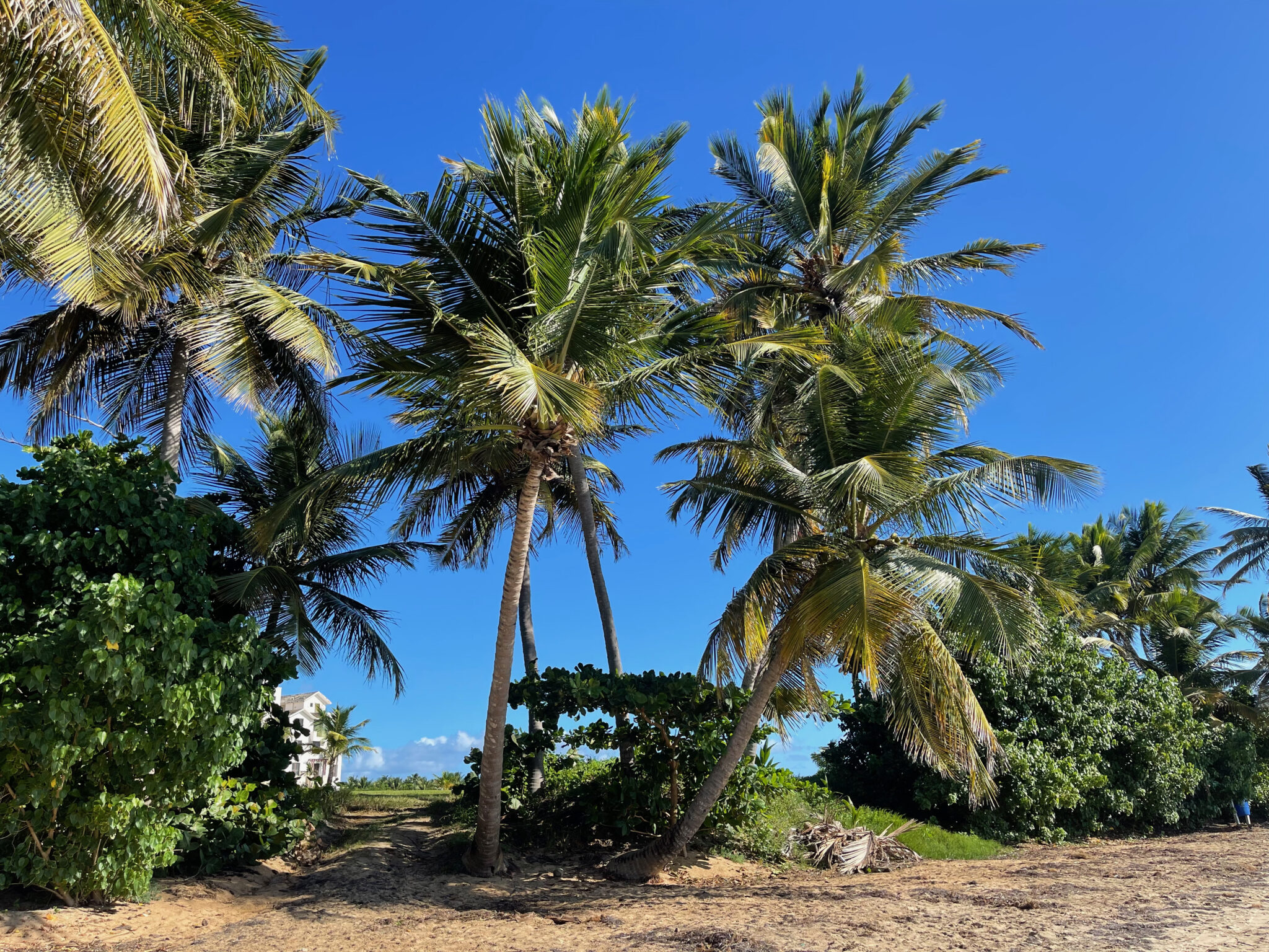 Coconut Palms on Puerto Rico. Photo by ConsumerMojo.com