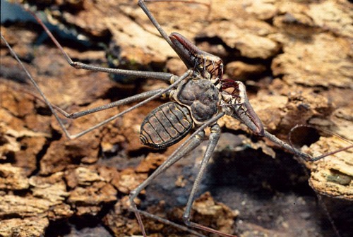 Scorpion in El Yunque Rainforest
